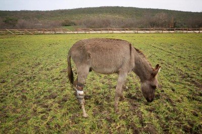 Emektar dostlarımıza vefa yuvası: Emekli Hayvanlar Çiftliği