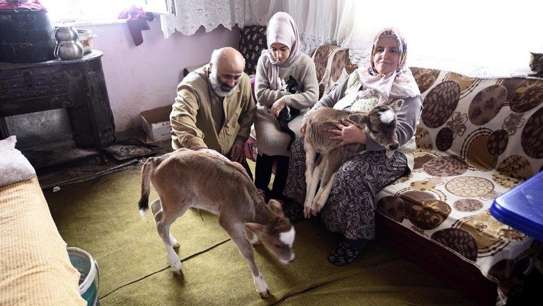 Evlerini 2 buzağı ve kedileriyle paylaştılar