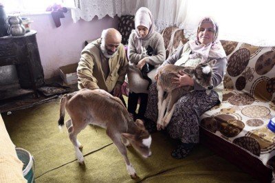 Evlerini 2 buzağı ve kedileriyle paylaştılar