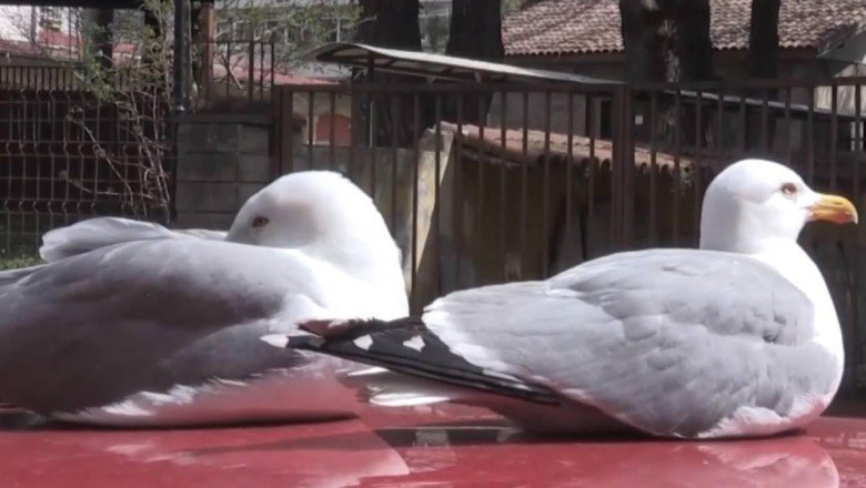 'Fiko' ve 'Çiko'nun yumurta nöbeti güvenlik kamerasında