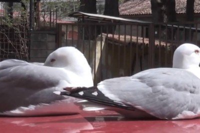 'Fiko' ve 'Çiko'nun yumurta nöbeti güvenlik kamerasında