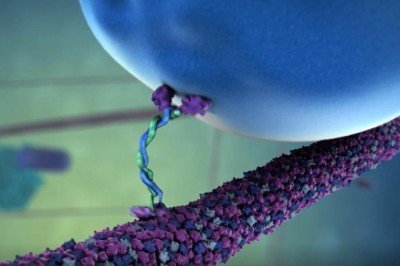 Kanser tedavisinde umut veren proje: Kurye proteinler