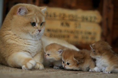 Kedilerin 5 kuşak atası kayıt altına alınıyor