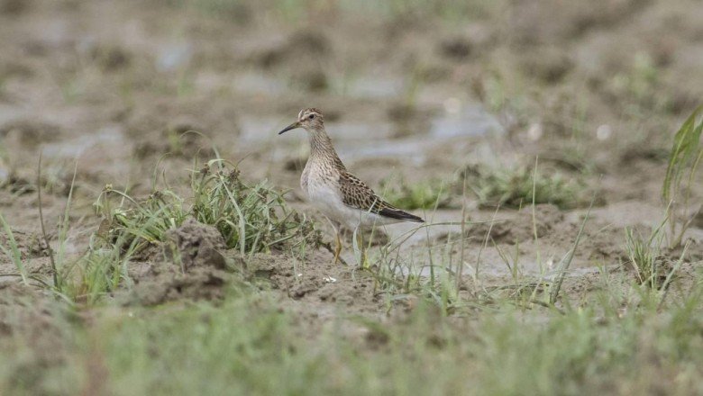 Küresel ısınma kuşların göç rotalarını değiştiriyor