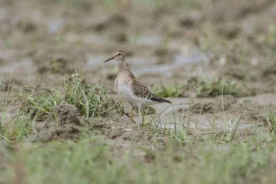 Küresel ısınma kuşların göç rotalarını değiştiriyor