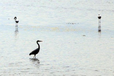 Kuş Oteli Hersek Lagünü'nde kuş türü sayısı 245'e yükseldi