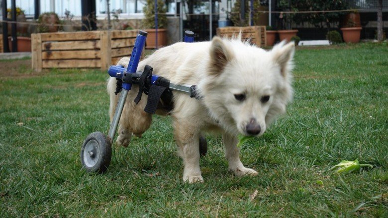 Trafik kazasında felç olan 'Pamuk' yürüteçle hayata tutundu