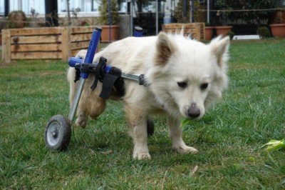 Trafik kazasında felç olan 'Pamuk' yürüteçle hayata tutundu