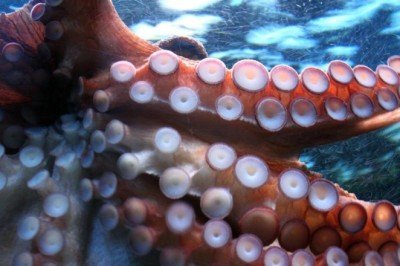 Ahtapotların çiftleştikten sonra kendilerini neden yok ettiği ortaya çıktı