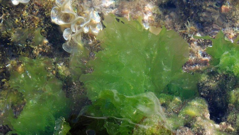 Basit bir bilgisayar 6 ay boyunca yosunla çalıştırıldı