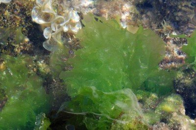 Basit bir bilgisayar 6 ay boyunca yosunla çalıştırıldı