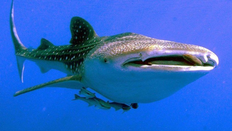 Bilim insanları balina köpekbalıklarını neyin öldürdüğünü ortaya çıkardı