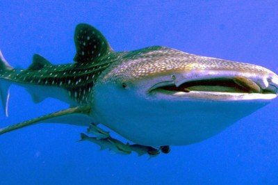 Bilim insanları balina köpekbalıklarını neyin öldürdüğünü ortaya çıkardı