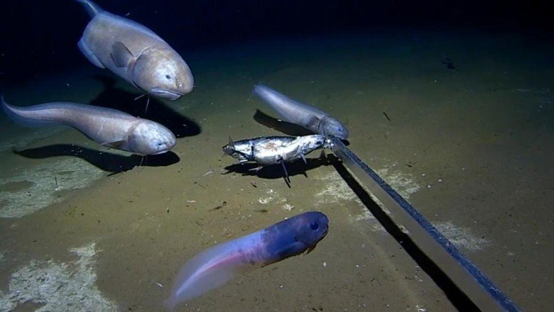 Okyanusun 6,5 kilometre derininde iki yeni balık türü keşfedildi