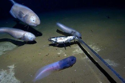 Okyanusun 6,5 kilometre derininde iki yeni balık türü keşfedildi