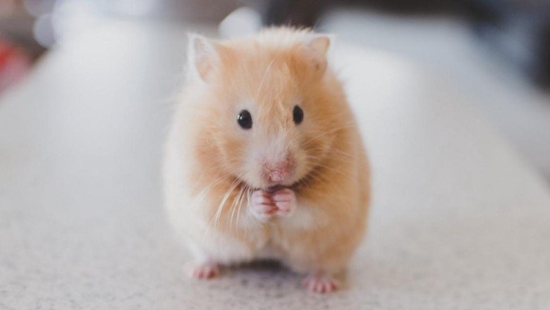 Stanford araştırması: Genç farelerden alınan beyin-omurilik sıvısı, yaşlı farelerin hafızasını güçlendirdi