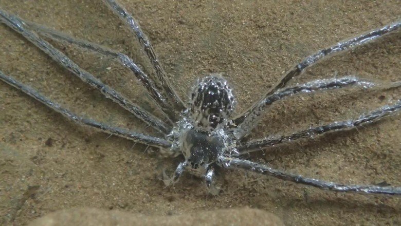 Sualtında yarım saat kalabilen örümceğin "süper gücü" açığa çıkarıldı