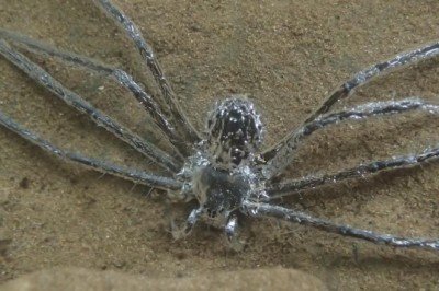 Sualtında yarım saat kalabilen örümceğin 