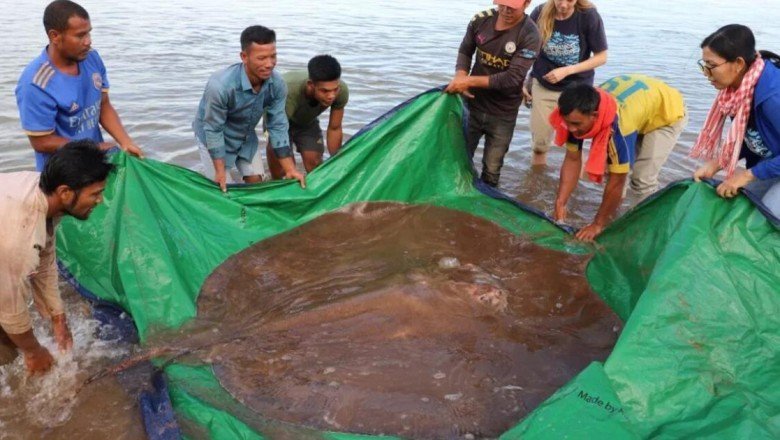 Tatlı suda 180 kiloluk vatoz yakalandı