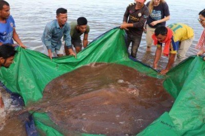 Tatlı suda 180 kiloluk vatoz yakalandı
