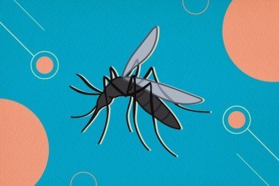 Batı Nil Ateşi (West Nil Fever) Hastalığı Nedir? Kimlerde Görülür Tedavisi Var Mı?