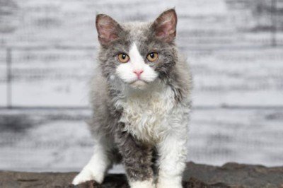 Selkirk Rex Cinsi Kediler Kalça Displazisi Hastalığı Nedir?