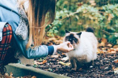 Yavru Kedilere Yetişkin Maması Verilir Mi?