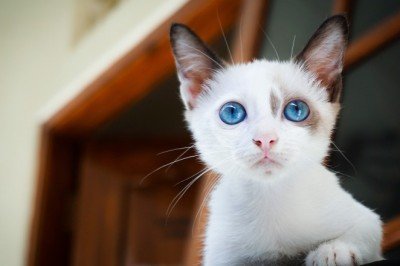 Yavru Kedilerin Göz Renkleri Ne Zaman Değişir?