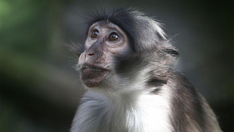 Maymun çiçeği virüsü nedir, nasıl bulaşır? Avrupa’da yayılan maymun çiçeği virüsü belirtileri nelerdir?