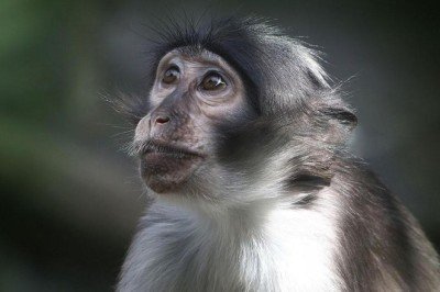 Maymun çiçeği virüsü nedir, nasıl bulaşır? Avrupa’da yayılan maymun çiçeği virüsü belirtileri nelerdir?