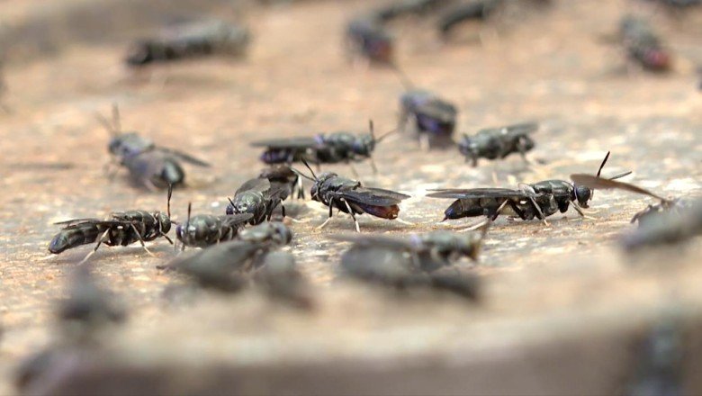 'Sinekten' kozmetik hammaddesi üretildi