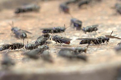 'Sinekten' kozmetik hammaddesi üretildi