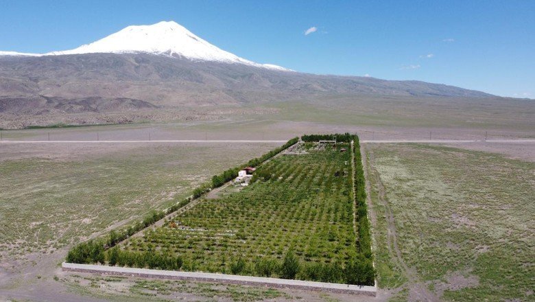 Ağrı Dağı'nın eteğinde vaha kurdu, 5 bin ağaç dikti