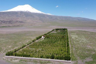 Ağrı Dağı'nın eteğinde vaha kurdu, 5 bin ağaç dikti