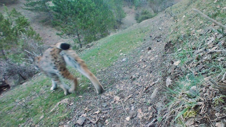 Çankırı'daki araştırma ormanında vaşak tespit edildi