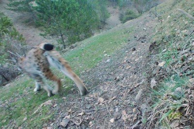 Çankırı'daki araştırma ormanında vaşak tespit edildi
