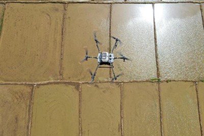 Çiftçiler dron ile çeltik ekimine başladı