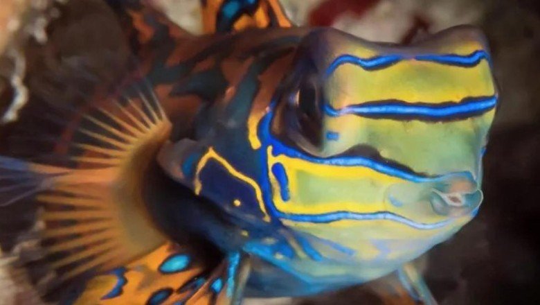 Bilim insanları tehdit altındaki balıkların "daha çirkin" olduğunu keşfetti