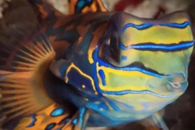 Bilim insanları tehdit altındaki balıkların 