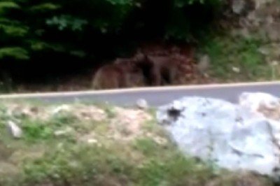 Kara yolu kenarında ayılar kavga etti