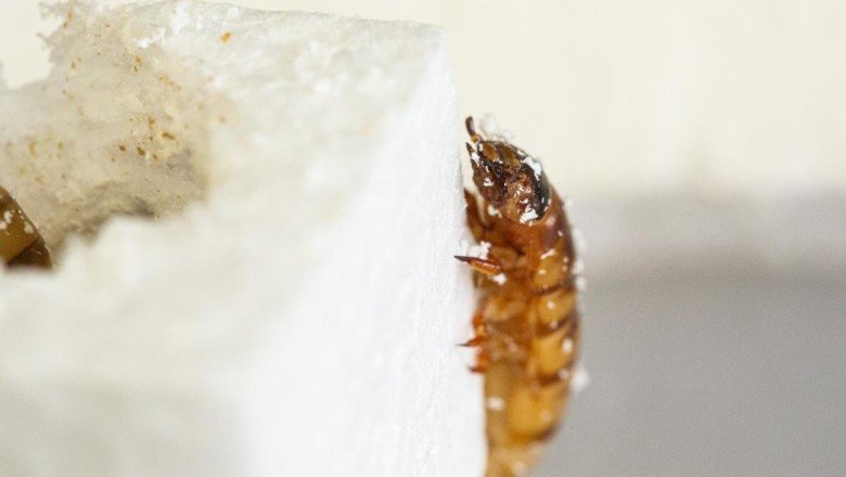 Plastik yiyen "süper solucanlar" geri dönüşümde devrim yaratabilir