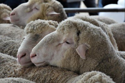 TDV'den gençler için kampanya: İlk Kurbanım İlk İyiliğim