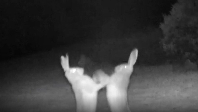 Tavşanların kavgası fotokapan ile görüntülendi