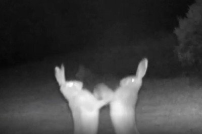 Tavşanların kavgası fotokapan ile görüntülendi