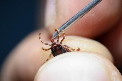 Dünyanın yüzde 14'ünden fazlası Lyme hastalığına yakalandı