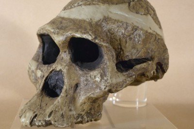 En eski atalarımıza ait fosiller düşünülenden 'bir milyon yıl daha yaşlı'