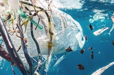 Milyonlarca ton plastik besin zincirine dahil oluyor