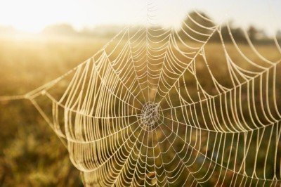 Örümcek ağları büyük bir plastik kirliliğine ev sahipliği yapıyor