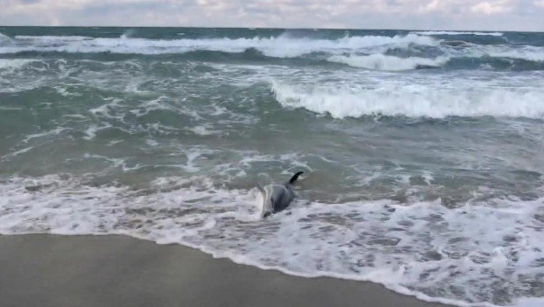 Yunus ölümleri akustik cihazlarla engellenecek