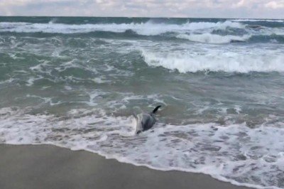 Yunus ölümleri akustik cihazlarla engellenecek